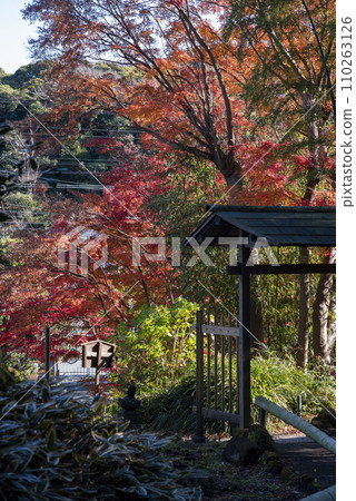 Kamakura December Eishoji Temple 5 Autumn leaves Kamakura December Eishoji Temple 5 Autumn leaves 110263126