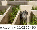 The hamster got lost in the center of the maze. 110263493