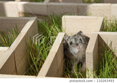 The hamster got lost in the center of the maze. 110263493
