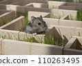 A hamster is sitting in a maze on the green grass.  110263495