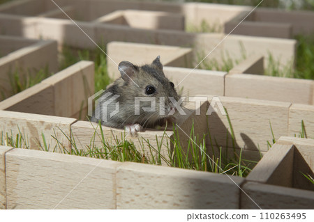 A hamster is sitting in a maze on the green grass. A hamster is sitting in a maze on the green grass. 110263495