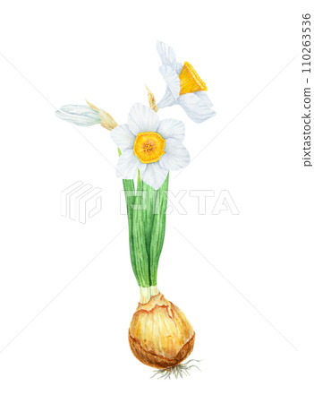 Narcissus, watercolor illustration of daffodils with bulb. Hand drawn watercolor painting of spring garden flower. White and yellow botanical painting for greeting, wedding, Easter, Mothers day print 110263536