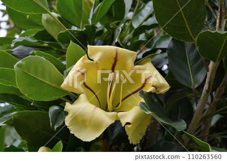 金杯花薑黃喇叭 110263560