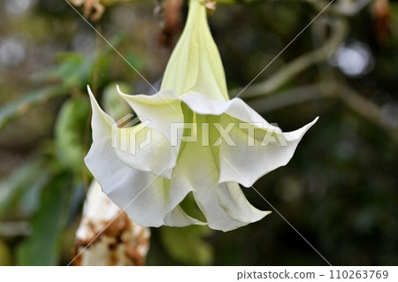 Flower of morning glory Flower of morning glory 110263769