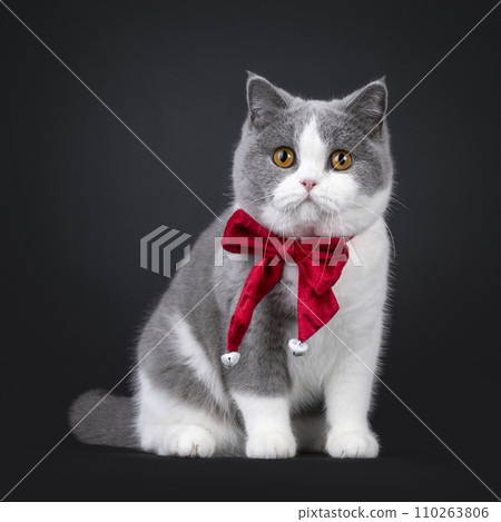 British Shorthair cat on black 110263806