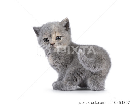 British Shorthair cat kitten on white British Shorthair cat kitten on white 110263807