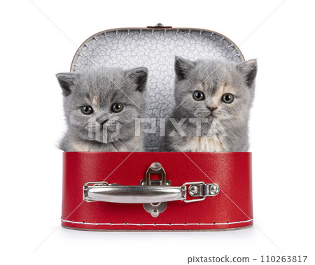 British Shorthair cat kitten on white 110263817