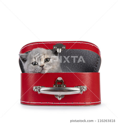 British Shorthair cat kitten on white 110263818