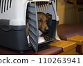 The dog's muzzle peeks out of the pet carrier box on the train. Close-up 110263941