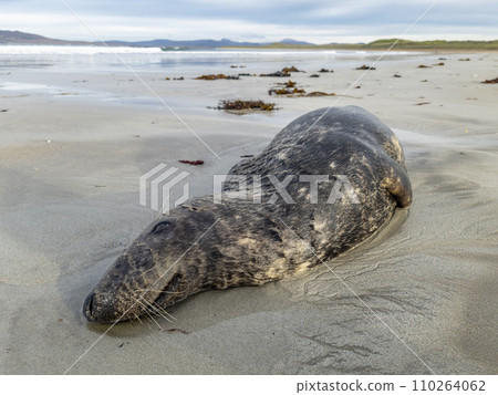 Dead seal lying on Narin beach by Portnoo - County Donegal, Ireland. Dead seal lying on Narin beach by Portnoo - County Donegal, Ireland. 110264062