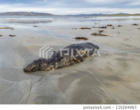 Dead seal lying on Narin beach by Portnoo - County Donegal, Ireland. Dead seal lying on Narin beach by Portnoo - County Donegal, Ireland. 110264063