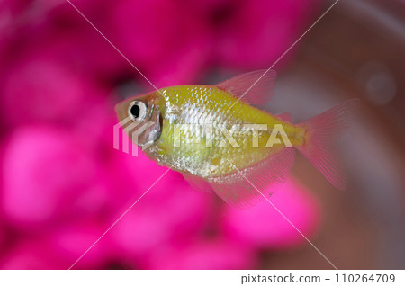 Yellow fish in aquarium bowl 110264709