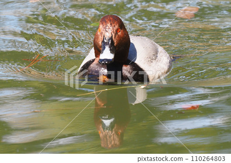 Hoshihaziro（男） 110264803