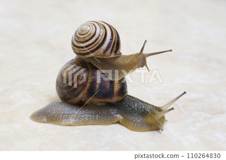 Two snail grape close-up - studio shot, biology, wild life Two snail grape close-up - studio shot, biology, wild life 110264830