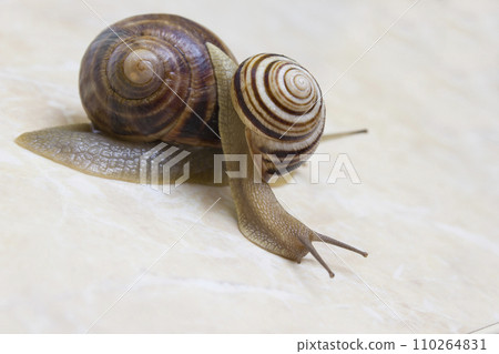 Two snail grape close-up - studio shot, biology, wild life 110264831