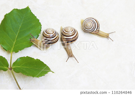 Three snail close-up - studio shot, biology, wild life, male, food Three snail close-up - studio shot, biology, wild life, male, food 110264846