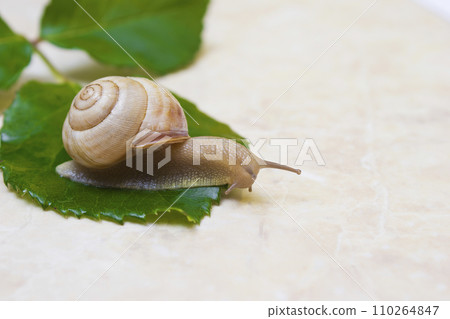 Snail close-up - studio shot, biology, wild life, male, food 110264847