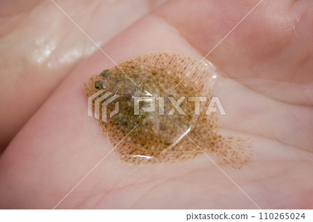 Flounder cub in the female hands - underwater world, food 110265024