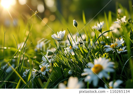 Beautiful spring morning sunrise over fresh green meadow with flowers 110265134