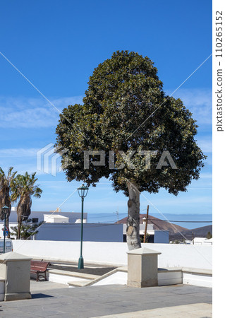 Square with a tree, Yaiza, Lanzarote, Spain 110265152