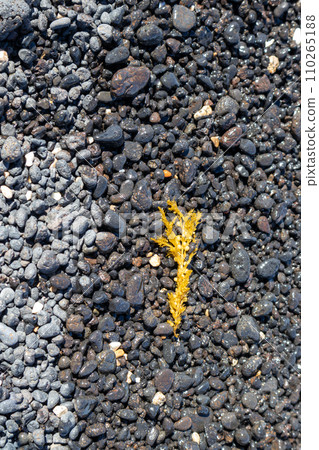 Yellow sea weed on the black pebbles beach 110265188