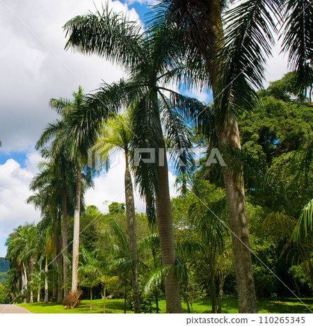 Palm tree alley in Royal Botanic King Gardens. 110265345