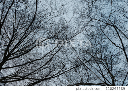 Low angle of bare branches of trees against the cloudy sky in a forest 110265389