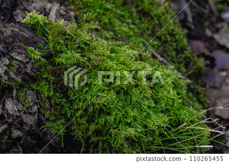 Closeup of green moss on the ground in a forest 110265455