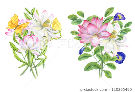 Bouquets of pink lotus flowers, blue clitoria ternatea, green leaves. Yellow butterflies fluttering around blooming waterlilies. Lotus, anchan. Bud, flower, leaf, stem. Watercolor illustration Bouquets of pink lotus flowers, blue clitoria ternatea, green leaves. Yellow butterflies fluttering around blooming waterlilies. Lotus, anchan. Bud, flower, leaf, stem. Watercolor illustration 110265490