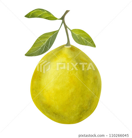 Pomelo largest citrus. Fresh yellow green juicy fruit on a branch, with leaves. Hand drawn watercolor illustration isolated on white background. Botanical clipart, food artwork, logo, menu design 110266045