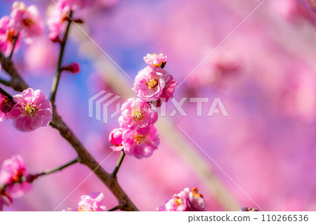 [春天材料]大王芥末農場的梅花[長野縣] 110266536