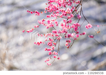 [春天材料]大王芥末農場的梅花[長野縣] 110266538