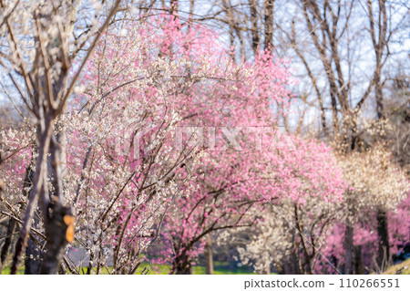 [春天材料]大王芥末農場的梅花[長野縣] 110266551