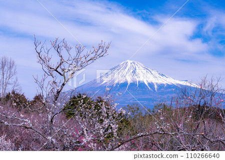 [梅花材料]梅花和藍天[靜岡縣] 110266640