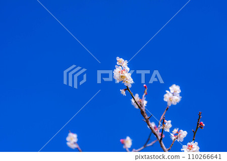 [梅花材料]梅花和藍天[靜岡縣] 110266641