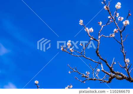 [梅花材料]梅花和藍天[靜岡縣] 110266670