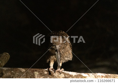 林神誌摩貓頭鷹 林神誌摩貓頭鷹 110266671