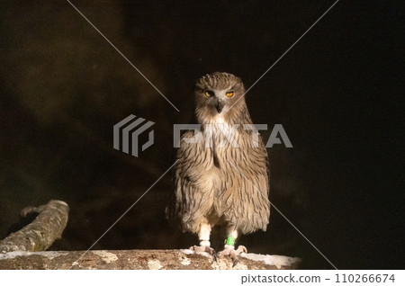 林神誌摩貓頭鷹 林神誌摩貓頭鷹 110266674