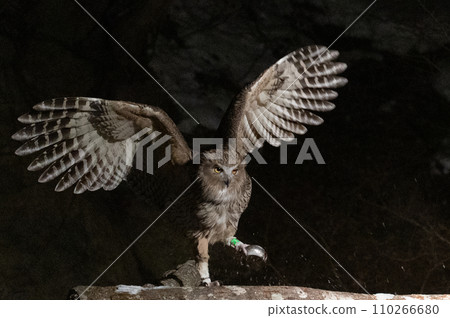Forest God Shima Owl 110266680