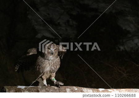 林神誌摩貓頭鷹 林神誌摩貓頭鷹 110266688