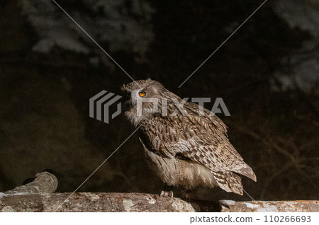 林神誌摩貓頭鷹 林神誌摩貓頭鷹 110266693