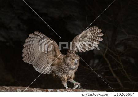 Forest God Shima Owl 110266694