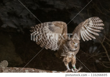 林神誌摩貓頭鷹 110266695