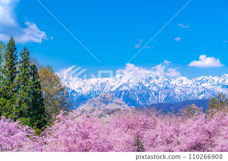 [春天的材料]春天的絕景，小川村番所的櫻花[長野縣] 110266908