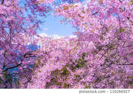 [春天的材料]春天的絕景，小川村番所的櫻花[長野縣] 110266927