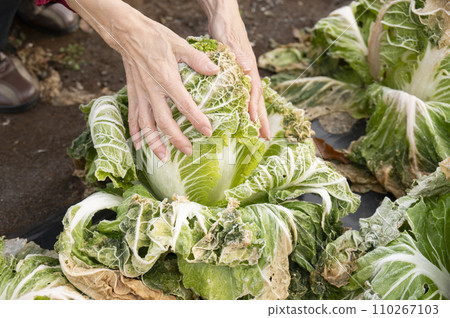 Marbled Chinese cabbage harvest experience 110267103