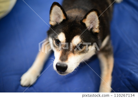 Shiba Inu to lie down 110267134