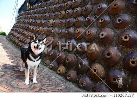 道坎坂上的柴犬 110267137