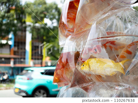 Tropical fish seller in Ho Chi Minh City, Vietnam Tropical fish seller in Ho Chi Minh City, Vietnam 110267638