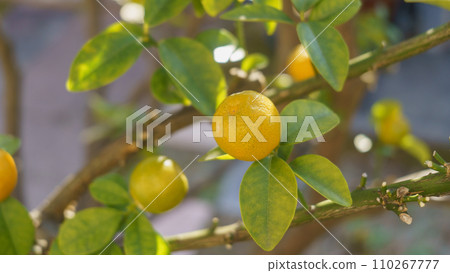 Kumquat fruit Kumquat fruit 110267777